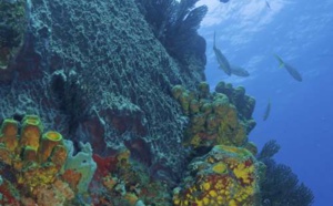 Journée Sec Pâté et Terre de Haut les Saintes! rv à 7h le 1/09/2024