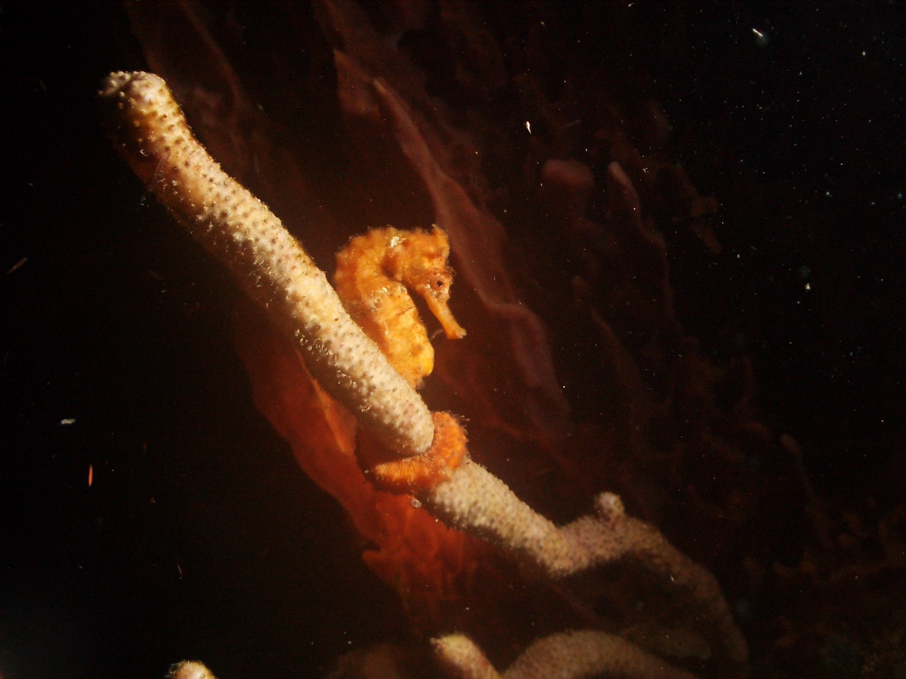 hippocampe de nuit hippocampe de nuit